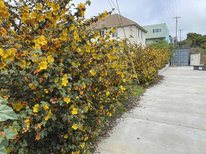 Fremontodendron-Californicum