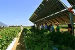 Farming on the Brink - and the Sun May Be the Only Way Out