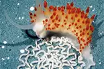 The Species Invasions