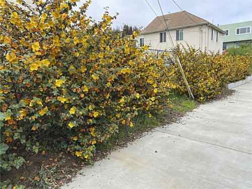 An Example of Restoration Flannel Bush pictured here is one of the most drought tolerant CA Natives. The fact it has profuse flowers, all summer long, is an added bonus!