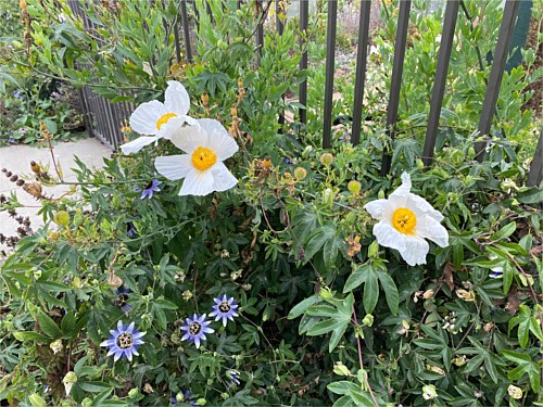 Matilla Poppy CA Poppy This enormous flower is one of a CA native plant.