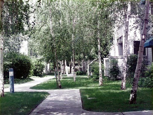 Privacy Planting Multi-family housing with apartments so close to each other have a problem of a lack of privacy. Birch trees planted in this fashion, can give those living in dense living the privacy they require. In the summer, the dense shade also provides coolness. In the winter, the deciduous trees can provide light.
