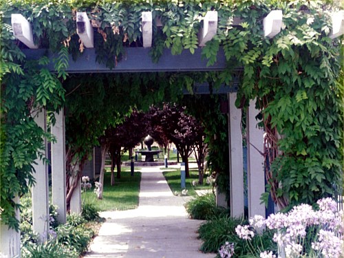 Arbor The location of the fountain marks the intersection of the Birch trees and the Purple-leaf Plum. This is a dramatic occurrence.