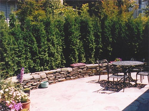 Seat Wall This intimate backyard has privacy from the Thuya present around the perimeter of the wall. These tall shrubs, planted closely, provide a perfect opportunity for privacy.