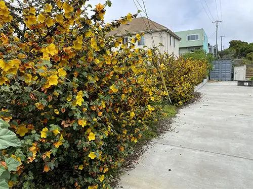 Fremontodendron Californicum